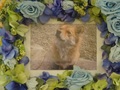 水戸市堀町の愛犬モコちゃんの個別火葬