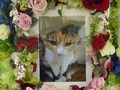水戸市の愛猫リオちゃんの個別火葬