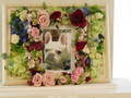 笠間市愛犬BOB(ボブ)ちゃん