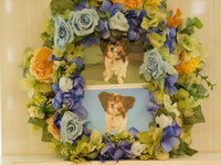 日立市愛犬チェリーちゃん