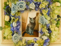 筑西市愛猫ソラちゃん