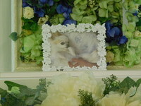 日立愛犬うるるちゃん