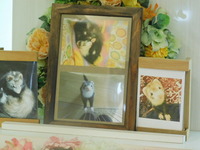 水戸市フェレットくうちゃん