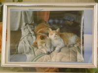 水戸市愛犬ダイちゃん