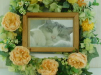 水戸市愛猫ミルクちゃん