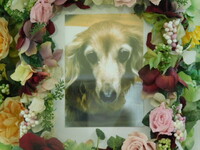 水戸市愛犬ノエルちゃん