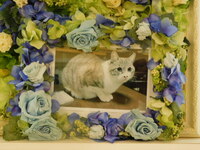 水戸市愛猫ちのちゃん