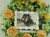 日立市愛犬バニラちゃん