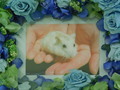 水戸市ハムスターのハムちゃん