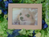 水戸市愛犬ももちゃん