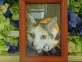 常陸太田市愛猫コロちゃん