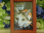 常陸太田市愛猫コロちゃん