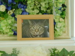 水戸市愛猫めいちゃん