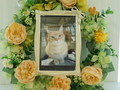 水戸市愛猫チビちゃん