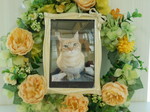 水戸市愛猫チビちゃん