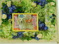 鹿嶋市愛犬ブリーちゃん