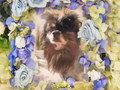 水戸市愛犬ケンタちゃん