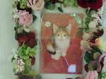 鹿嶋市愛猫楓ちゃん
