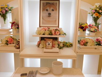 水戸市愛犬ロコちゃん