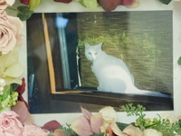 水戸市愛猫ピコちゃん