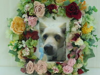 常陸大宮市愛犬大蔵ちゃん