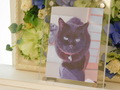 常陸大宮市愛猫クーちゃん