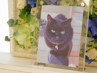 常陸大宮市愛猫クーちゃん