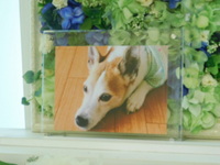 水戸市愛犬リッキーちゃん