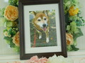 常陸太田市愛犬タロちゃん