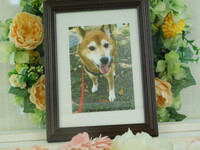 常陸太田市愛犬タロちゃん