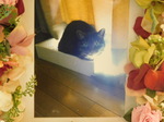 常陸太田市愛猫はなちゃん