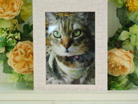 ひたちなか市愛猫ももちゃん