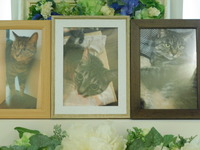 笠原町の愛猫コイちゃん