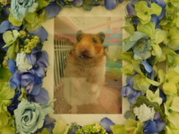 水戸市ハムスターうどんちゃん