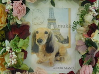 日立市愛犬むっくちゃん