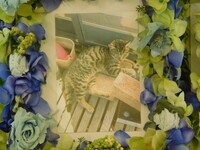 ひたちなか市愛猫シンバちゃん