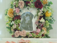 大子町愛犬リンちゃん