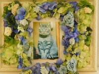 水戸市愛猫あんだちゃん