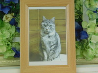 那珂市愛猫マンゴロウちゃん