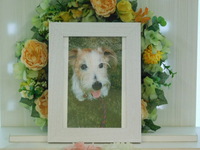 水戸市愛犬ハッピーちゃん