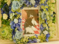 日立市愛猫シェリーちゃん