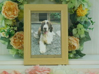 笠間市愛犬バロンちゃん