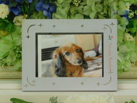 水戸市愛犬ペコちゃん