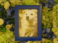 ひたちなか市愛犬アトムちゃん