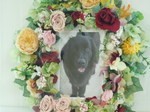 茨城町愛犬ロッシーちゃん