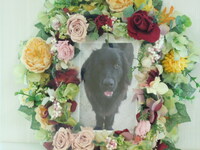 茨城町愛犬ロッシーちゃん