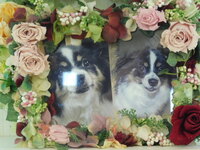 水戸市愛犬チョコちゃん