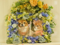 水戸市愛犬ゆきちゃん