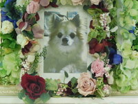 水戸市愛犬ココアちゃん