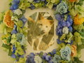 笠間市愛犬ラッキーちゃん